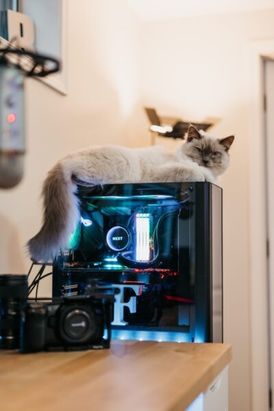 Eine Katze liegt auf einem PC-Tower